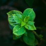 Mint (Pudina)