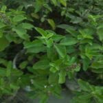 Holy Basil