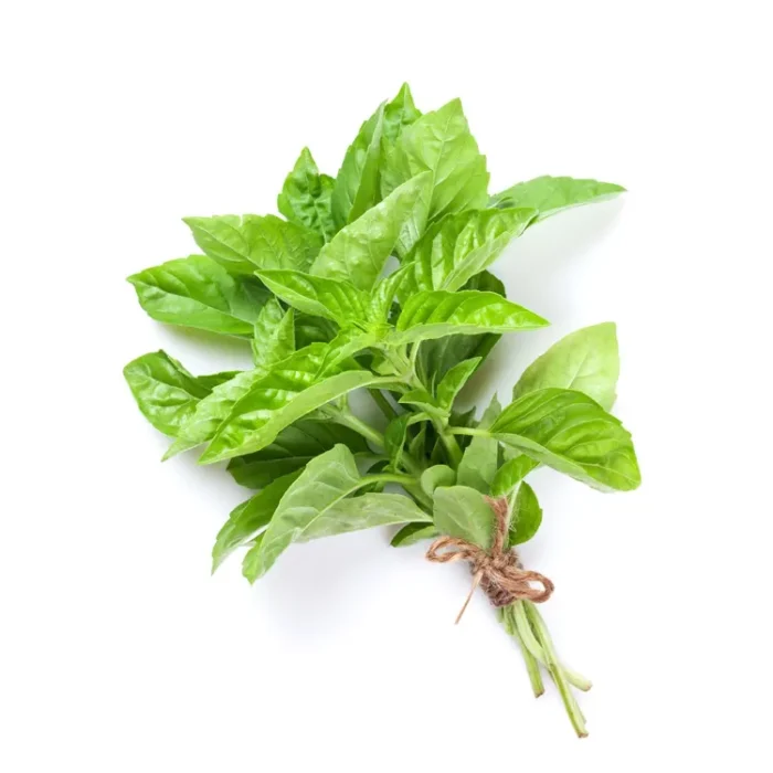 Holy Basil - Image 4